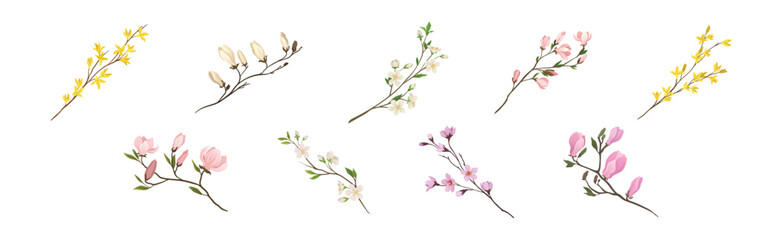 Obraz na płótnie Canvas Flower Twig and Branch with Tender Blooming Flora Vector Set