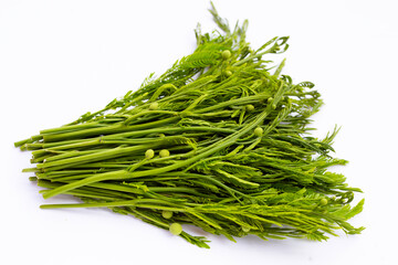 Leucaena leucocephala isolated on white background