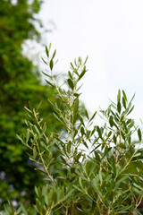 Olive tree in the garden