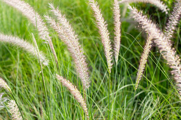 Fountain grass or pennisetum alopecuroides