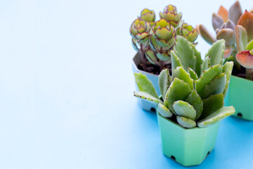 Succulent plant in pots on blue background.