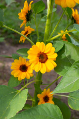 Sunflower field, Beautiful summer landscape.