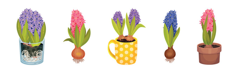 Beautiful Hyacinth Flowers as Colorful Spring Blooming Bulbous Plant Vector Set