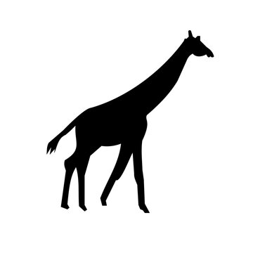 vector of giraffe animal.