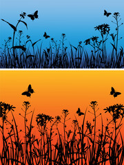 Backgrounds with grass, camomile flowers  and butterfly