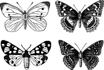 Fototapeta na wymiar Some different butterflys isolated on white background