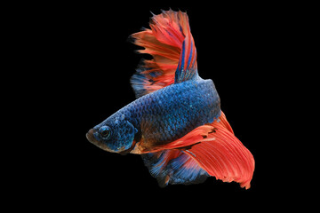 The striking contrast between the vibrant blue and the bold orange tail accentuates the betta...