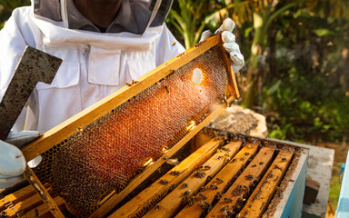 Beekeeper in a protective suit taking a honeycomb with bees