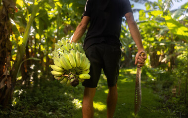 A farmer cutting a banana tree with a machete - obrazy, fototapety, plakaty