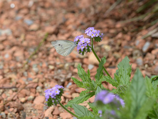 モンシロチョウ