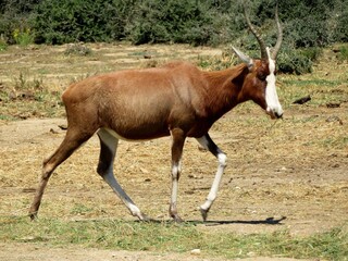 addax