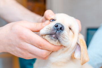 Veterinarian examining eyes of cute pup dog in medical office.Closeup of a veterinarian checking...