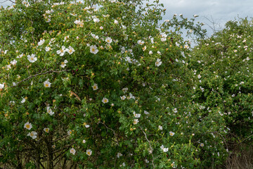 Fototapeta na wymiar Wild rose bush with white-petaled flowers. Rosa canina.