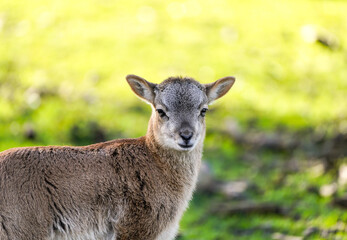 Portrait of a small calf of deer. Cute cub close-up.
