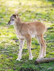 Portrait of a small calf of deer. Cute cub close-up.
