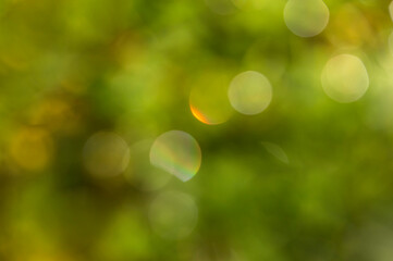 Obraz premium blurry green bokeh background in nature