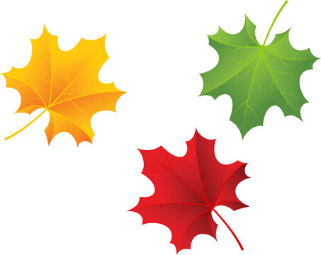 Red, green and orange maple leaves. Vector illustration.