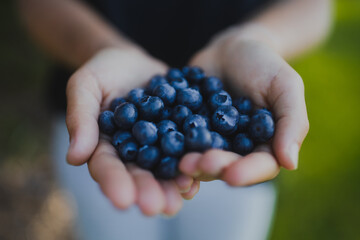 Close up of a person holding freshly picked blueberries in their hands