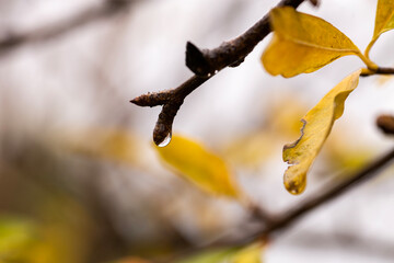 orange yellow autumn leaves on a tree