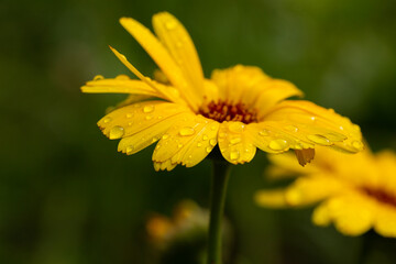 closeup of raindrops on a light orange flower during autumn months