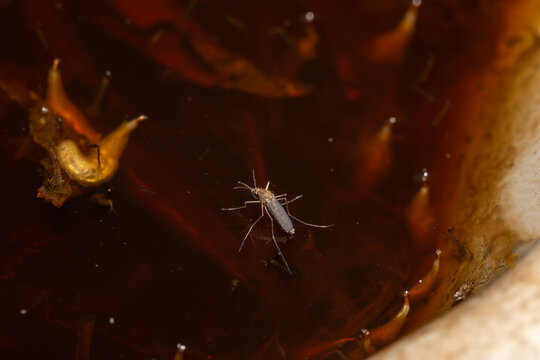 selective-focus on a mosquito in a pool of dirty water with worms and mosquito larvae under the water