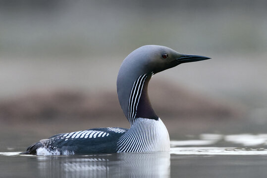 Black-throated loon, arctic loon or black-throated diver (Gavia arctica) swimming in a lake in spring.	
