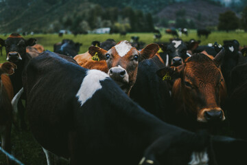 Close up of a young calf looking into the camera in a group of cows