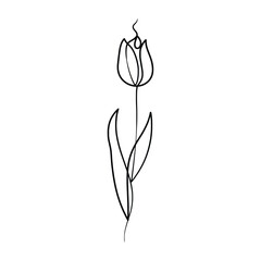Continuous one line art drawing of beauty tulips flower