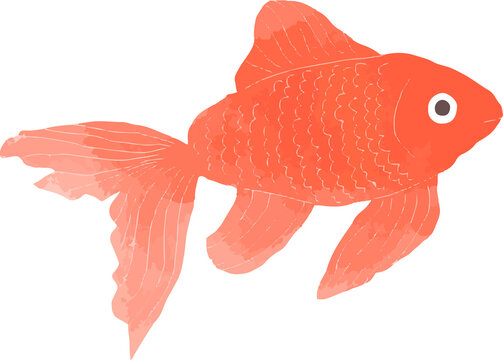 金魚イラスト