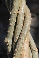 Giloy (T. cordifolia) is a climbing shrub and an essential herb in Ayurvedic medicine.  All parts...