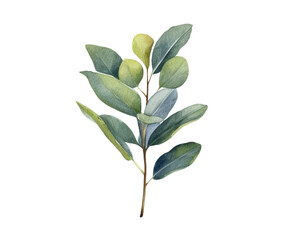 Fototapeta premium watercolor eucalyptus leaves