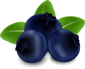 Close-up vector illustration of blueberries