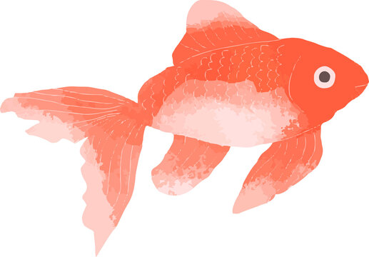 金魚