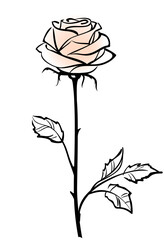 Beautiful single pink rose flower isolated on the white  background, vector illustration
