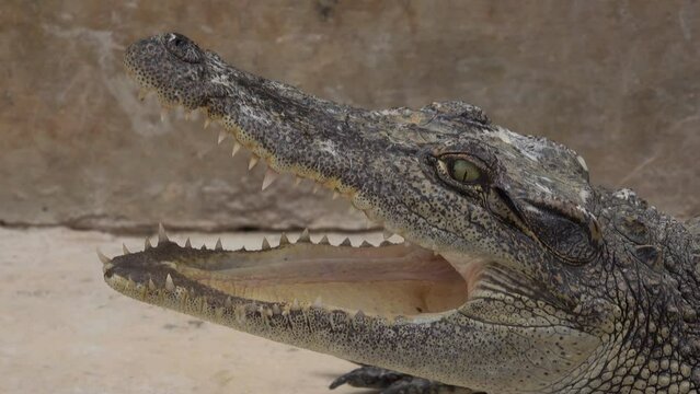 Close-up crocodile open mouth in a farm