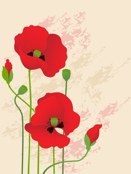 vector floral background with red poppies