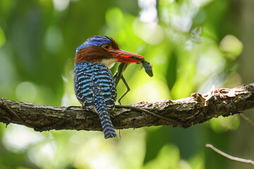 Banded Kingfisher  (male). It is a tree bird found in lowland tropical forests of southeast Asia. It is only member of genus Lacedo. It finds food for its children to eat. - 608566742