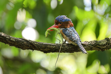 Banded Kingfisher  (male). It is a tree bird found in lowland tropical forests of southeast Asia. It is only member of genus Lacedo. It finds food for its children to eat. - 608566782