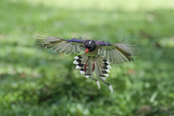 Red-billed blue magpie is flying on green background in nature.