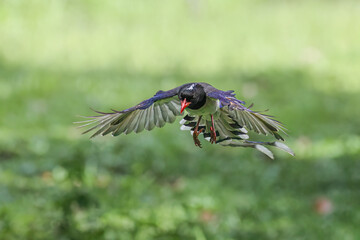 Red-billed blue magpie is flying on green background in nature. - 608567377