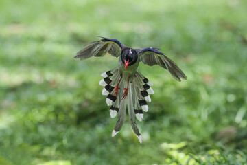 Red-billed blue magpie is flying on green background in nature. - 608567389