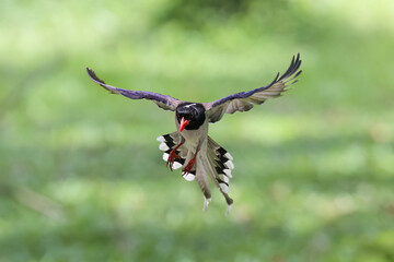 Red-billed blue magpie is flying on green background in nature. - 608567390