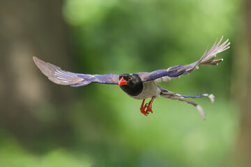 Red-billed blue magpie is flying on green background in nature. - 608567392