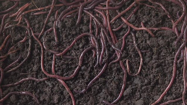 Group of earthworms crawling on the dirt