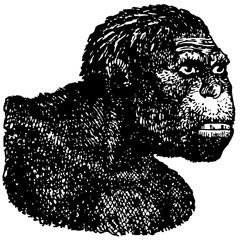 Java Man's head (Homo erectus) isolated on white background