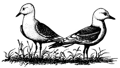 Obraz premium Birds Black-legged Kittiwake standing