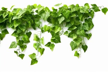 Fototapeta na wymiar Green leaves Javanese treebine or Grape ivy (Cissus spp.) .Generative AI