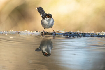 Sardinian warbler male near a water point in a Mediterranean forest with the last light of a spring...