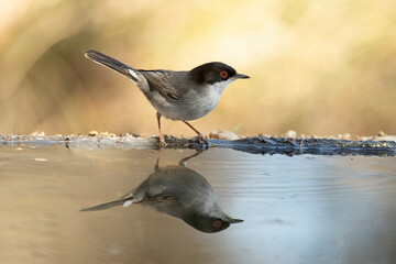 Sardinian warbler male near a water point in a Mediterranean forest with the last light of a spring day