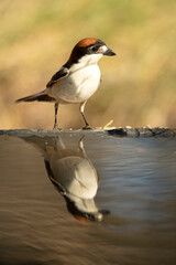 Woodchat shrike with the first light of the day in a water fountain within an oak and pine forest in spring